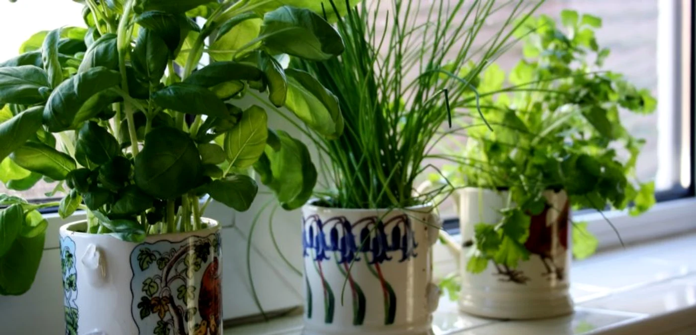 Plantele devin mult mai sensibile iarna