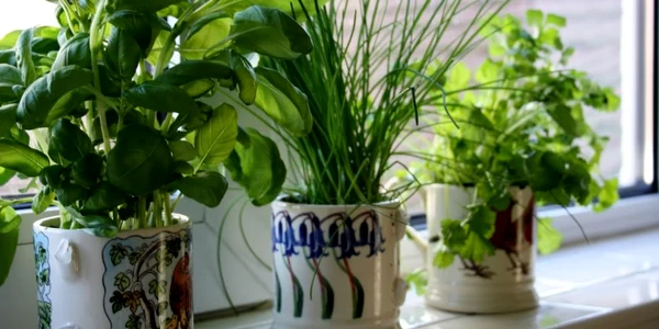 afaceri cu plante aromatice la ghiveci 