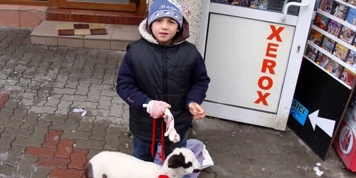 Piteşti: vasilică scos la produs