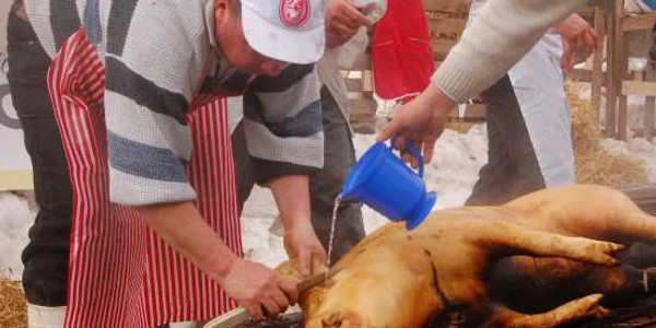 Sacrificarea porcilor se poate efectua după realizarea  examenului trichineloscopic Foto Adevărul