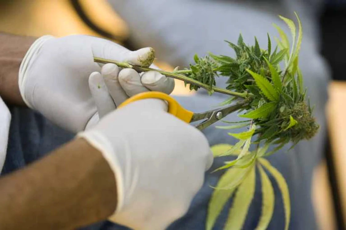 
    Cultivarea plantelor halucinogene este ilegală, fiind autorizate doar producţiile cu destinaţie farmaceutică  