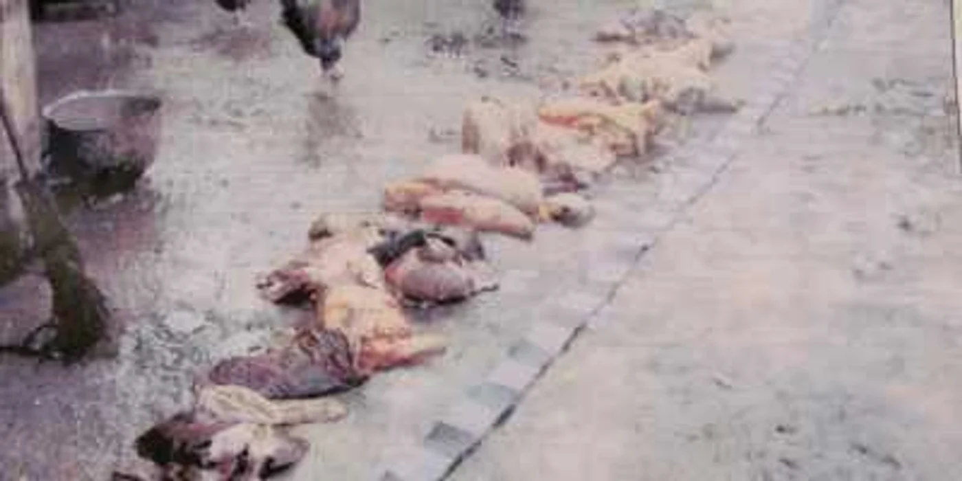  Carnea de la caii sacrificaţi, depozitată direct pe jos