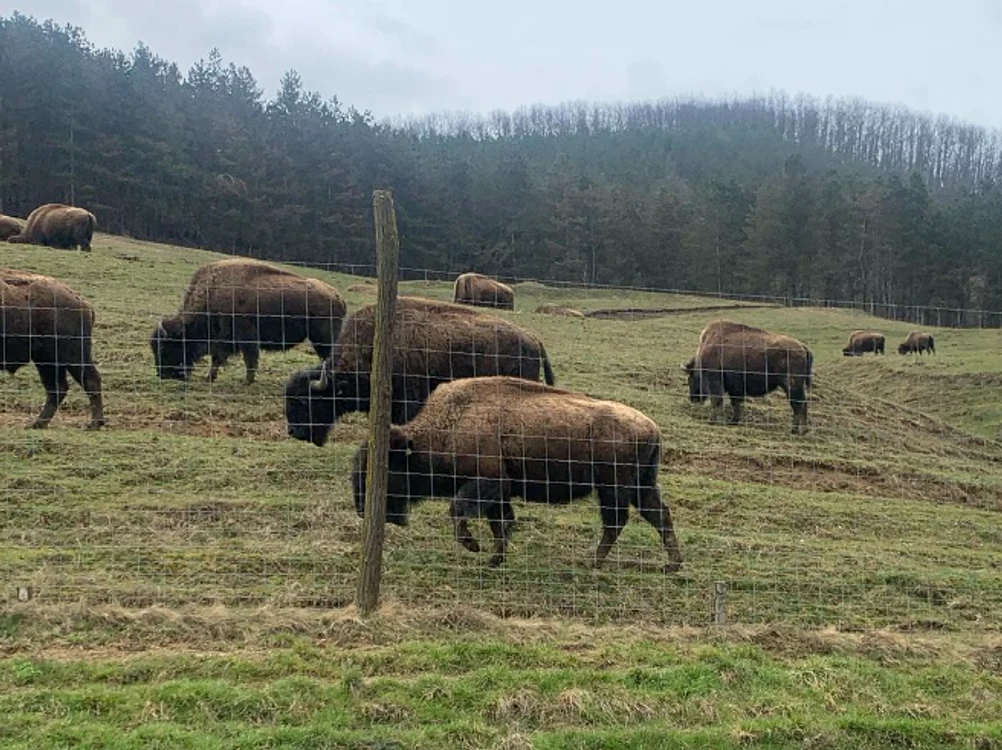 Anchetă la ferma de bizoni unde au fost descoperite cadavre de animale FOTO: Alexandru Cernea