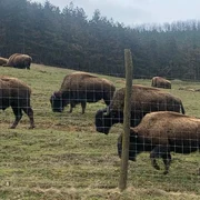 ferma de bizoni din recea cristur foto alexandru cernea png