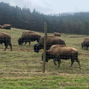 ferma de bizoni din recea cristur foto alexandru cernea png