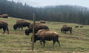 ferma de bizoni din recea cristur foto alexandru cernea png