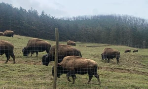 ferma de bizoni din recea cristur foto alexandru cernea png