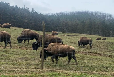 ferma de bizoni din recea cristur foto alexandru cernea png
