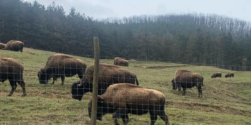ferma de bizoni din recea cristur foto alexandru cernea png