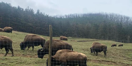 ferma de bizoni din recea cristur foto alexandru cernea png