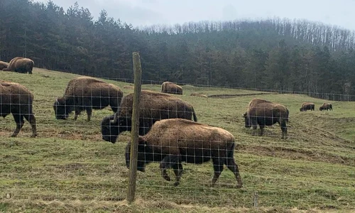 ferma de bizoni din recea cristur foto alexandru cernea png