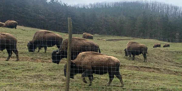 ferma de bizoni din recea cristur foto alexandru cernea png