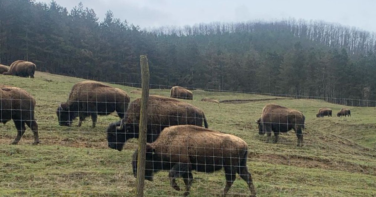 Investigație extinsă la ferma de bizoni din Cluj, după ce au fost găsite sute de animale moarte