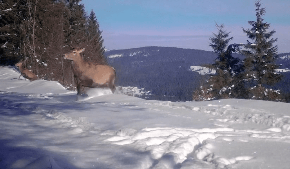 Joaca cerbilor prin zăpadă, susprinsă de o cameră de supraveghere. Imagini inedite din Munții Apuseni VIDEO