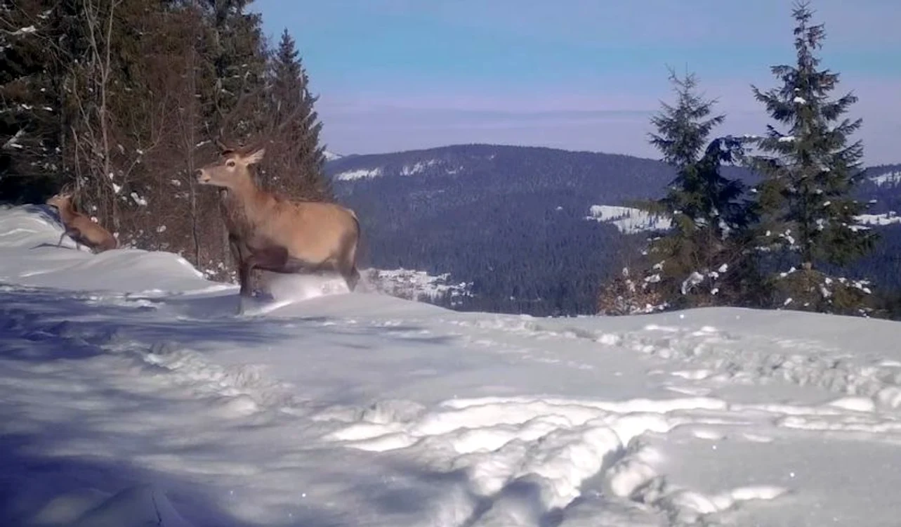 Un cerb maiestuos în zăpada din Munții Apuseni FOTO captură vidoe Youtube