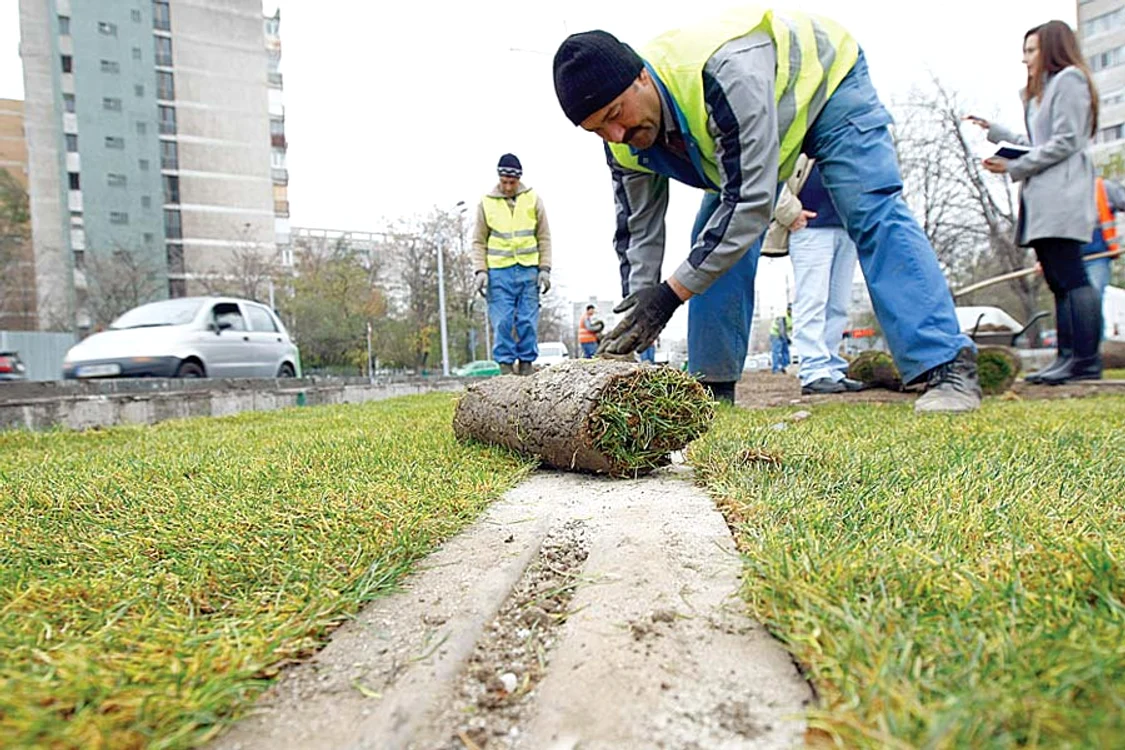 Noiembrie 2013: Rulourile de gazon au fost  plantate pe linia de  tramvai la sfârşitul toamnei