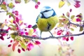 spring bird 2295434 1280 jpg