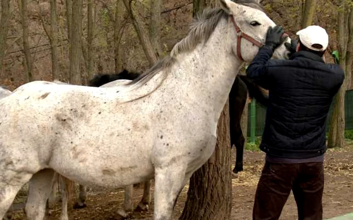 Terapia asistată de cai este folosită des în SUA în cazul veteranilor de război. FOTO: Diana Deleanu