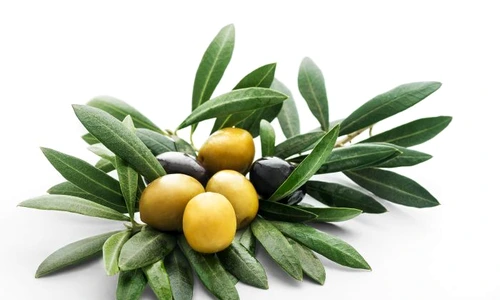 1 frunze maslin jpg jpeg