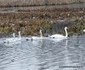 Lacul lebedelor de pe Râul Strei Foto Daniel Guță (26) jpg