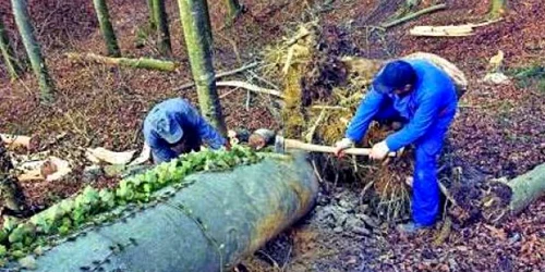 Peste 400 de hoţi de lemene au fost prinsi anul acesta