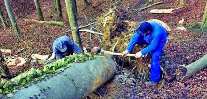 Peste 400 de hoţi de lemene au fost prinsi anul acesta