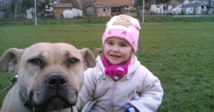 Braşov: Prietenul meu, pitbullul