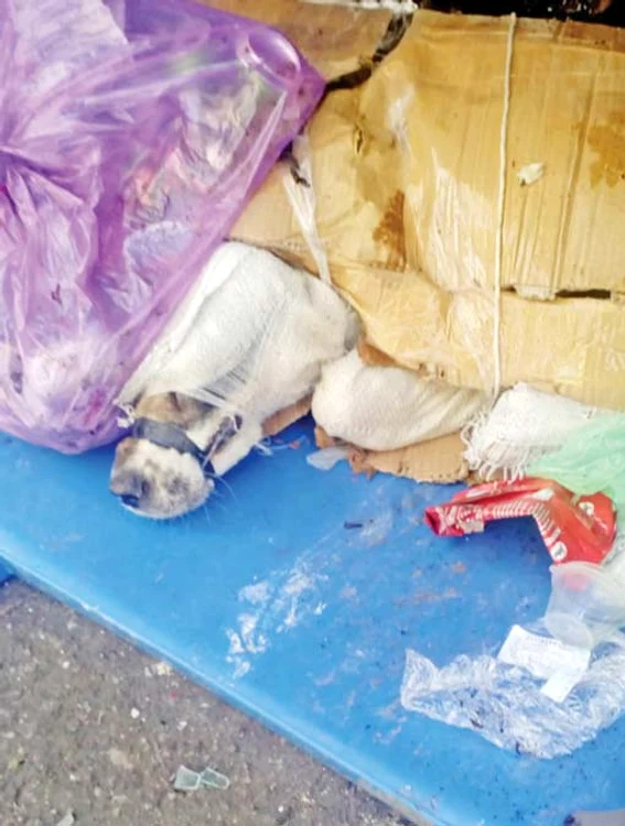 Aşa a fost  găsit maidanezul