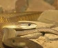 Şarpele mamba negru  jpeg