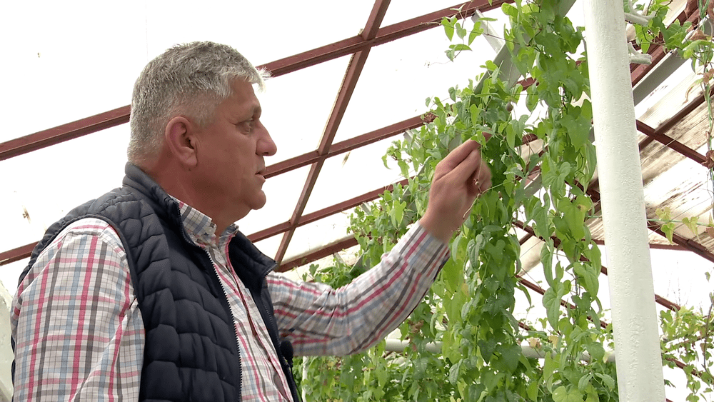 Yam, cartoful chinezesc aclimatizat la Buzău. Toată planta este comestibilă