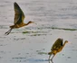 zbor de tiganasi foto ovidiu optik nature photographer jpg
