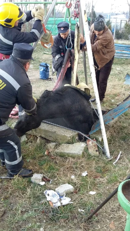 Pompierii au salvat calul, aducându-l în siguranţă la suprafaţă. Despre proprietar nu se ştie nimic, deocamdată.