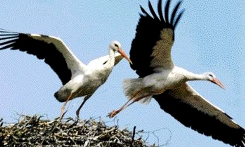 1 46355 original jpg jpeg