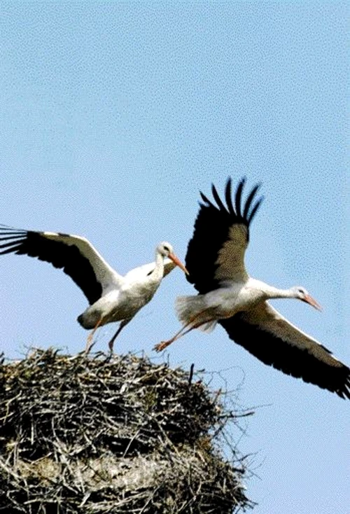 1 46355 original jpg jpeg