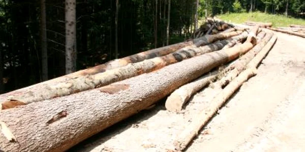 Neamţ: Gateriştii au lăsat în pădure lemnul tăiat, de frica echipelor de control