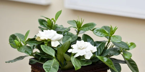 plante