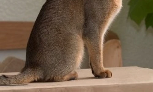 1 47183 original jpg jpeg