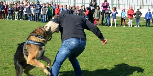 ciobanesc german prindere infractor jandarmi