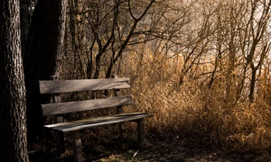 biancamentil bench 1190768 jpg