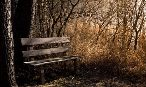 biancamentil bench 1190768 jpg