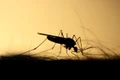 mosquito 3860900 1280 jpg