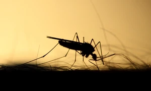 mosquito 3860900 1280 jpg