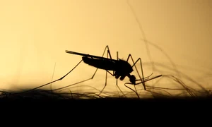mosquito 3860900 1280 jpg