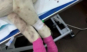 Câinele se află într o stare stabilă după ce din corpul său au fost scoase peste 40 de alice jpeg