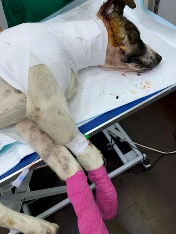Câinele se află într-o stare stabilă după ce din corpul său au fost scoase peste 40 de alice
