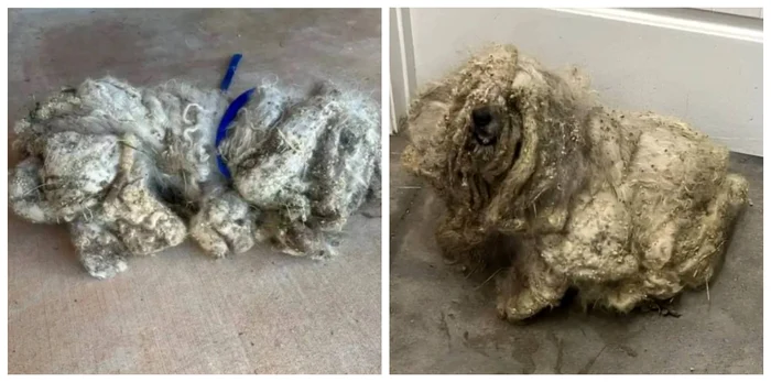 Așa arăta bishonul când a fost salvat / foto: new.ban-ber.com