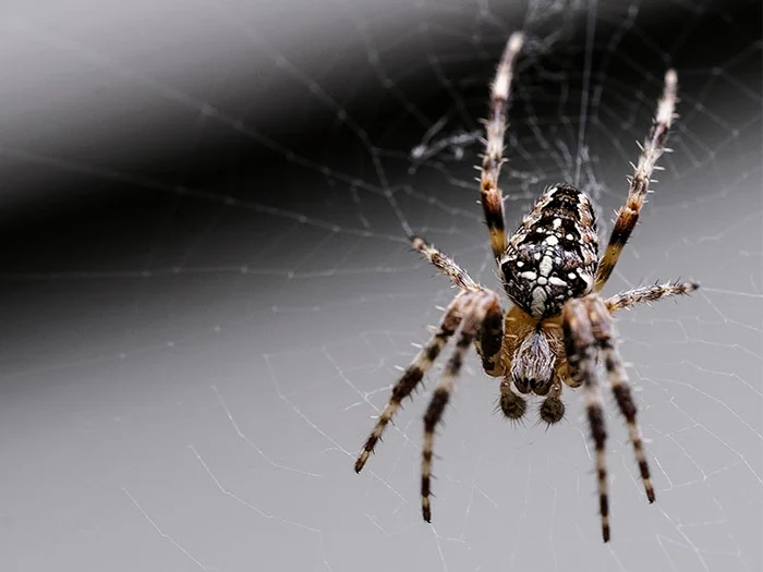 spider jpg jpeg