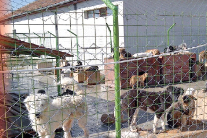 
    Ajutoarele au ajuns în  adăposturi din Lugoj, Herculane,  Craiova, Piteşti, Bucureşti  