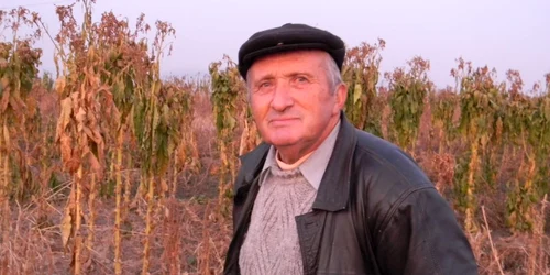 Argeşeanul Ilie Tălmaciu a cultivat 11 hectare cu tutun, soiul superior Burley