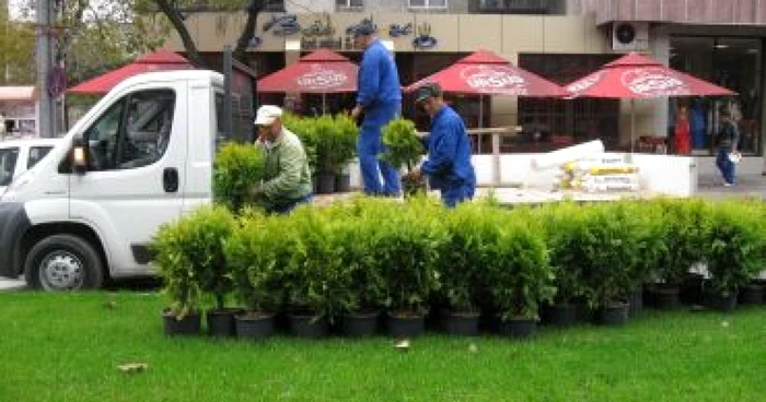 Slatina: Se plantează brăduţi pe bulevard